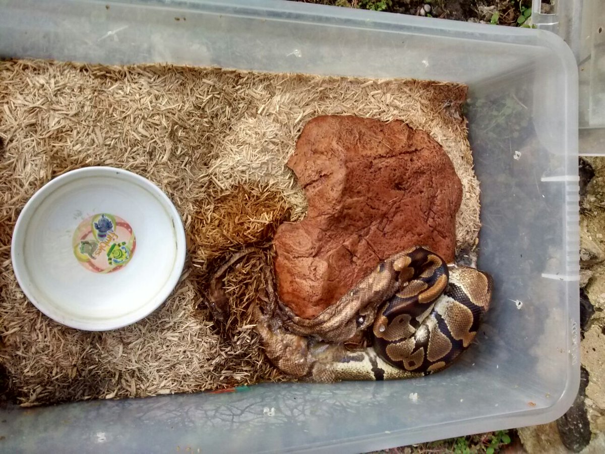 itvanglia's tweet photo. RSPCA appeal after two snakes dumped at ruins in Norfolk https://t.co/K3EZCliwvD https://t.co/ZPP3sRaiGH