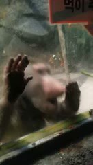 TheirBest's tweet image. Funny monkey's reaction when He can't get what he wants
facebook.com/Buzzyclub/vide…