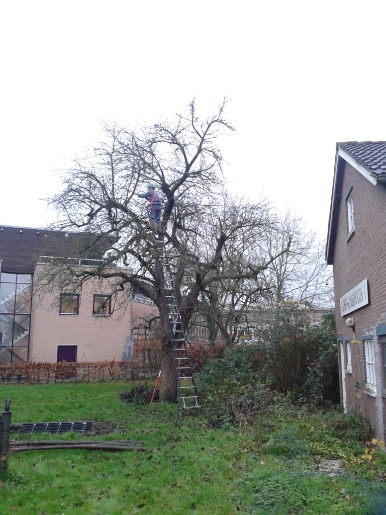 HSBKrommerijn's tweet photo. Achterstallige #snoei toegepast bij oude #hoogstammen door @HSBKrommerijn #brederodes #legipont #herenpeer https://t.co/sIXYv53ZMp
