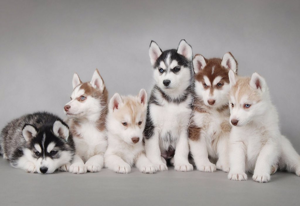HarleyPets's tweet photo. What a beautiful litter! 

#husky #huskypuppy #huskylitter #dog #dogs #puppies #puppylitter #cutepuppy #cutepuppies https://t.co/sQbTft9Mb0