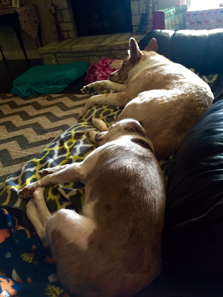AFFortWorthGold's tweet photo. Team mascots are resting up to have the girls over tomorrow! #AFPatton https://t.co/YQk9zlrGUK