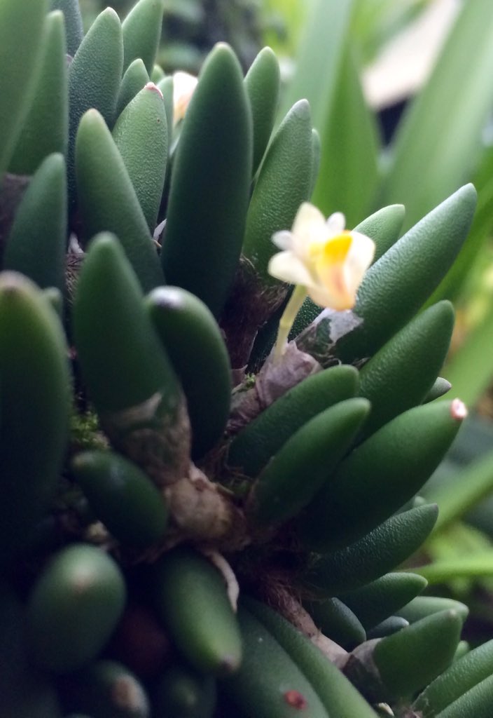 megamowglee's tweet image. A tiny orchid with a massive name- Dendrobium lichenastrum var prenticei #PoWCKew #badcamera @BiondiEli @kewgardens