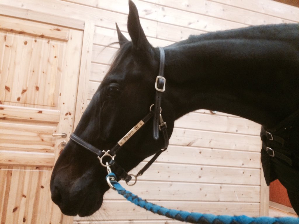 sariannahietak1's tweet photo. Tämän pitkäkorvan takia pieni paluu #ravit #pedrobi neversaynever... https://t.co/LqfPlNl4jY