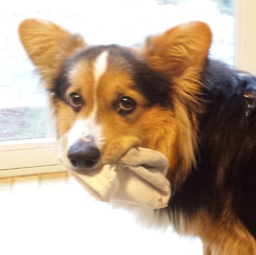 ZestTheCorgi's tweet photo. I've been a good dog, so I'm hoping Santa brings me socks for Christmas. #corgi #socks #ChristmasWishes https://t.co/AgNqWYpsCj