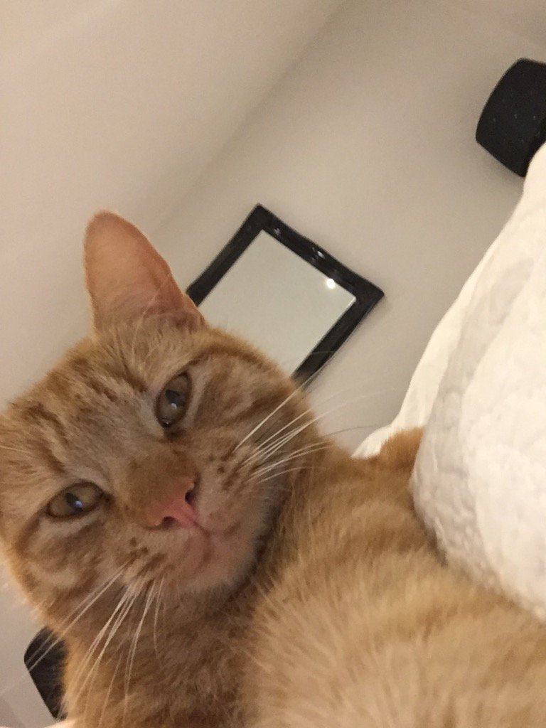 TreacleTory's tweet photo. #FergusSelfie #handsome #NiceBoy ❤️ xxx https://t.co/zw5dYgJexx
