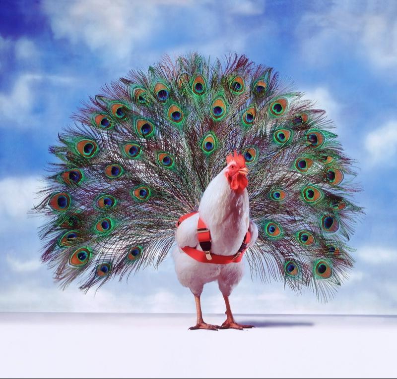 Павлин смешной рисунок