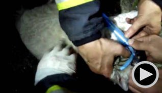 informacion_es's tweet photo. [VÍDEO] Los bomberos salvan la vida a un gato tras un incendio en Vigo https://t.co/UyrF18wdzP https://t.co/3qNUYlnWwe