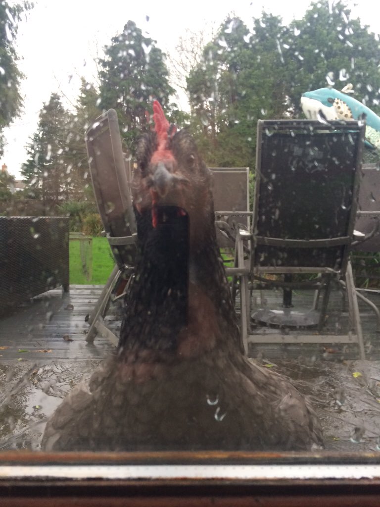 Tomlovestorun1's tweet image. I think that the chicken has something to say about the inclement weather #anotherstorm #photo333