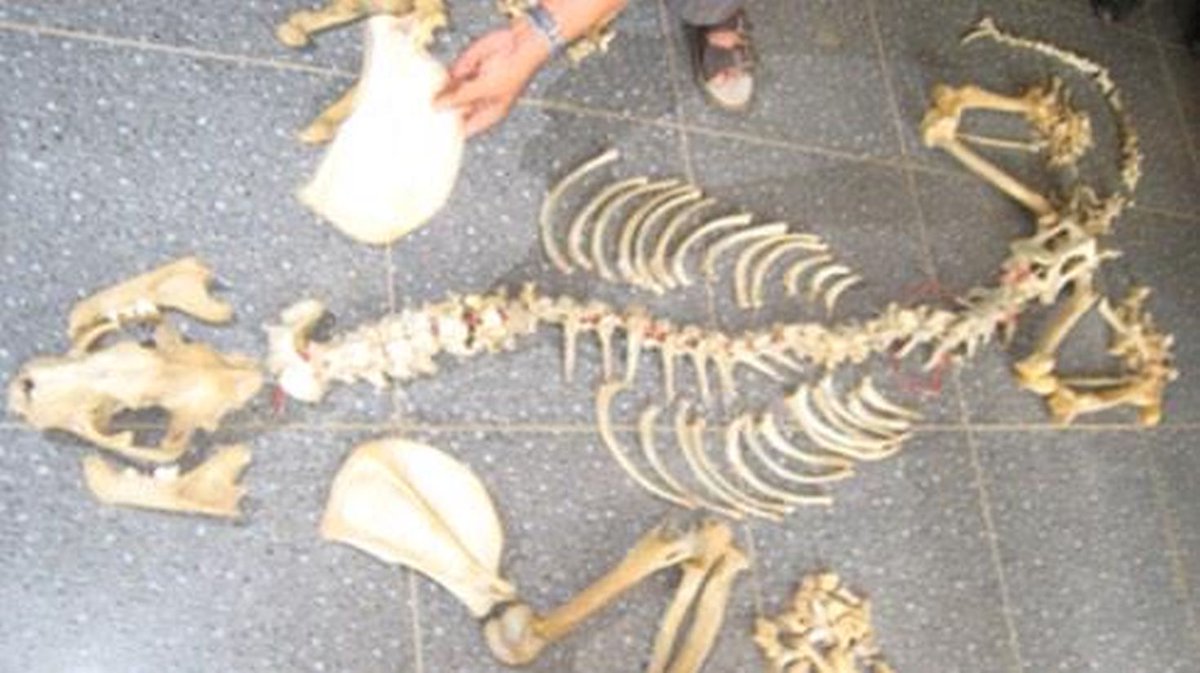 JohnRMoffitt's tweet photo. #ExtinctionAwarenessWeek Illegal trade in tiger bones ($50K shown) is partially responsible for #TigerExtinction https://t.co/fz0AuweJOY