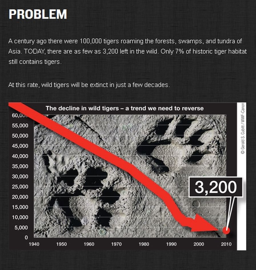 JohnRMoffitt's tweet photo. #ExtinctionAwarenessWeek All tigers will be extinct within only a few decades. #TigerExtinction https://t.co/ixpuSullBu