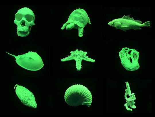 #3dscanning for <a href="/art/">Arthur Bullard</a> <a href="/museumnaturalis/">Naturalis Biodiversity Center</a> <a href="/delakenhal/">Museum De Lakenhal</a> with Mark Dion! Check it out! blog.moobels.com