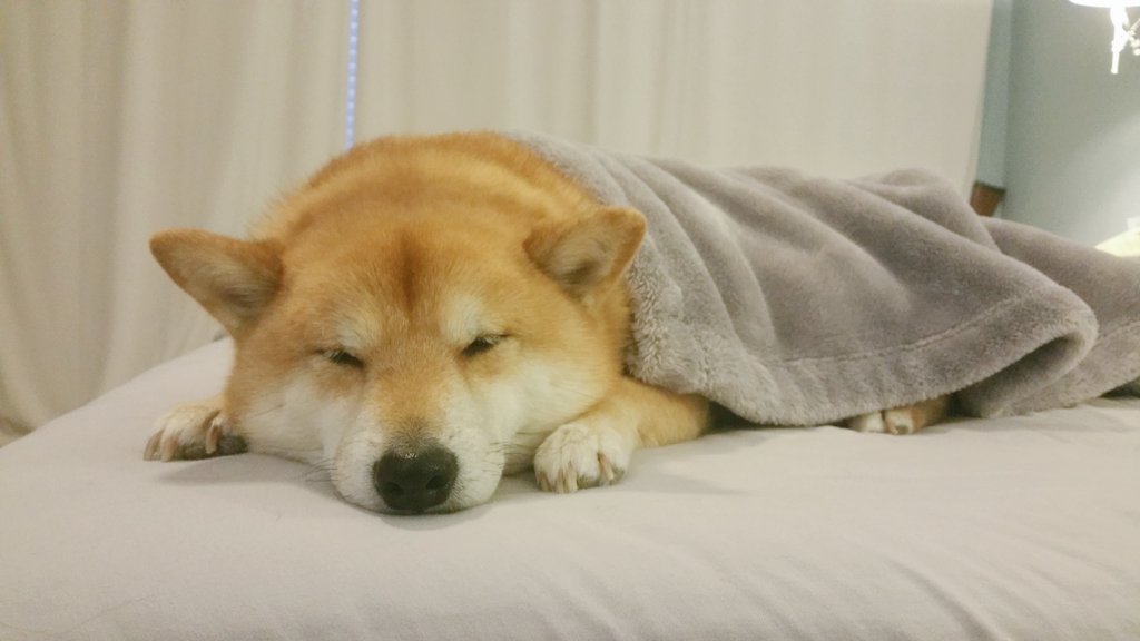 Drift0r's tweet image. How every rainy Sunday morning feels