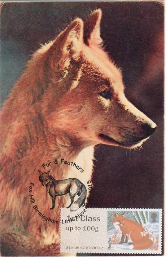 Ian_norvic's tweet photo. Latest wildlife #maximumcards show the Red fox from Winter Fur & Feathers Post&Go https://t.co/tQ3b6aCoC2 https://t.co/u5FECcRzaf