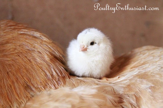 Never mind why the chicken crossed the road....poultryenthusiast.com/how-eggs-becom…