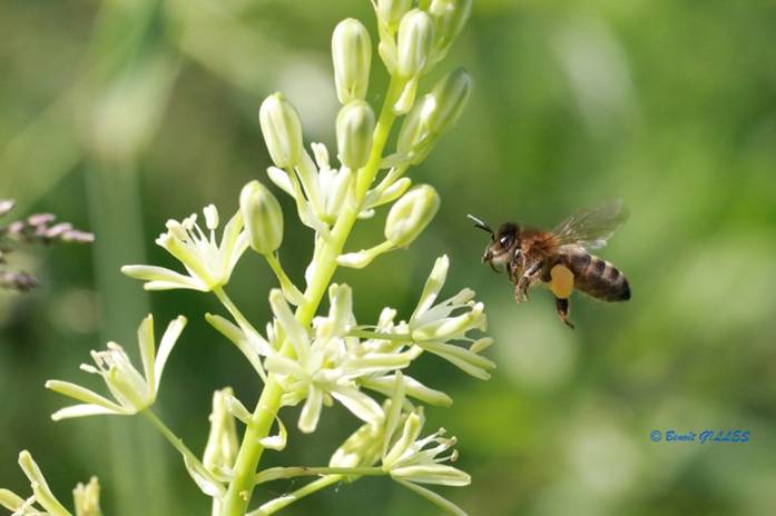 3AFasso's tweet photo. Conférence du GR IdF 3AF "Le vol des insectes" de 10 Décembre 2015 à Paris ; https://t.co/YBEeOMzJae https://t.co/PP9shwPZmb