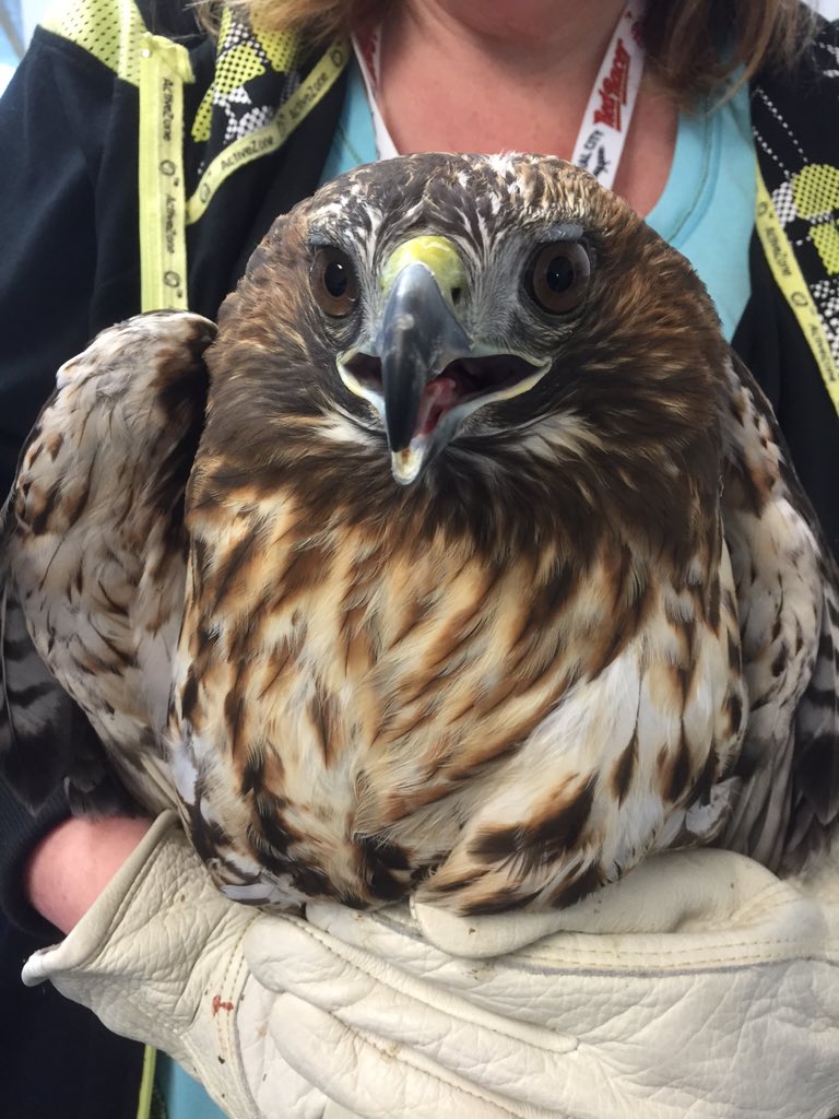 OWLRehab's tweet photo. Beautiful #RedTailedHawk on her way back to the wild after recovering from a #carstrike Lovingly named @bifnaked https://t.co/fyWU12Dyr0
