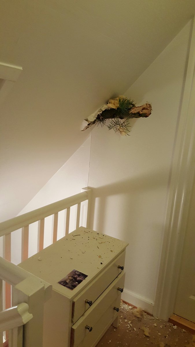 ThomasLund71's tweet image. KNAAAAAAAAAAS så kom naboens træ lige på besøg. #Gorm #stormdk