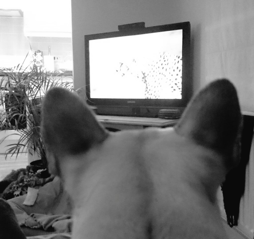 Well someone's enjoying #TheHunt #BBC #frenchbulldog