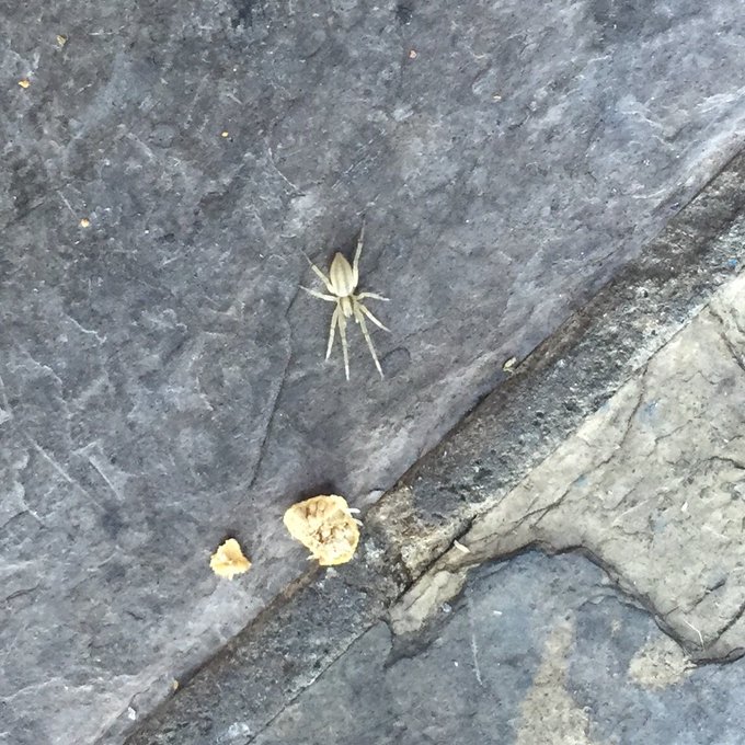 This guy just tried to crash my brunch with @attack! I found him climbing up my leg & almost flipped