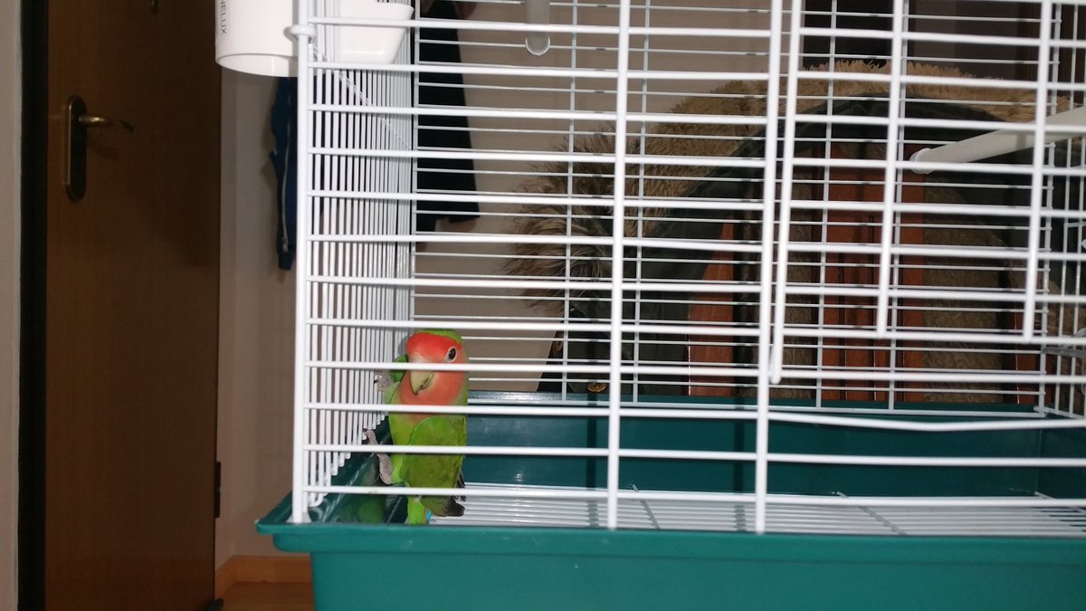 sersocker's tweet photo. Fufi!🐦 https://t.co/BABThPhTTm
