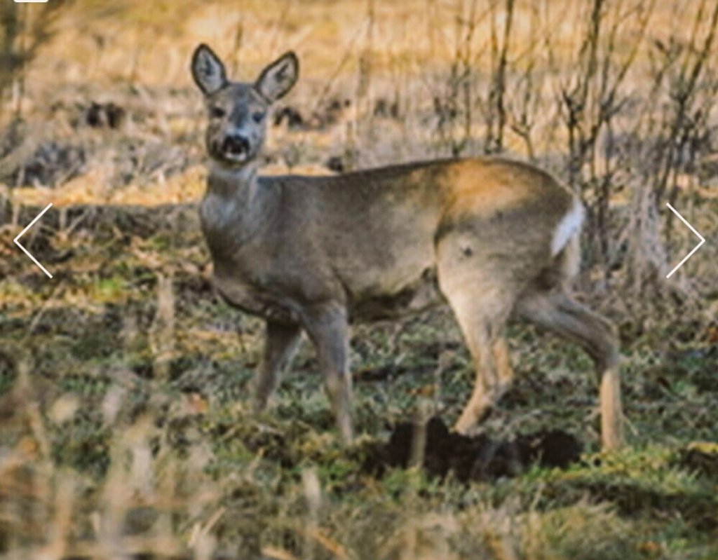 오늘 산길에서 만난 고라니
저를 빼꼼쳐다봐서
저도 빼꼼쳐다보았습니다.
사진한장 찍을 시간은주고 가버렸네요.
11월 마지막에 고라니와 함께한 이야기
마치 꿈인것 같네요.