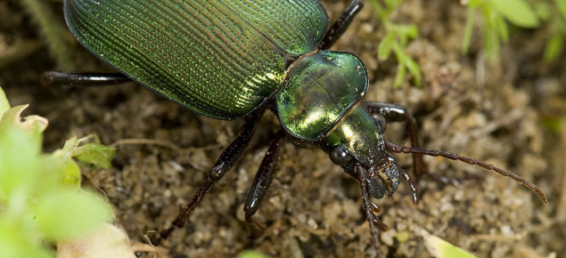 NACC_NRM's tweet photo. Did you know, you can report crop #pests like insects & weeds via @DAF_WA's #MyPestGuide? https://t.co/SZR5adNgUR https://t.co/IpVqYTYX2v