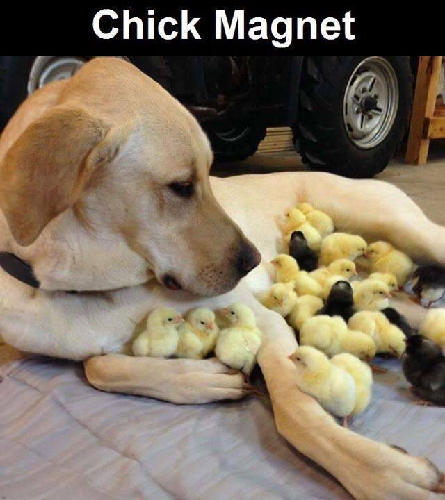 PopEvilTerri's tweet photo. @MattDiRito #ChipChicks 🐥🐣🐥 https://t.co/A1Za2goXBu