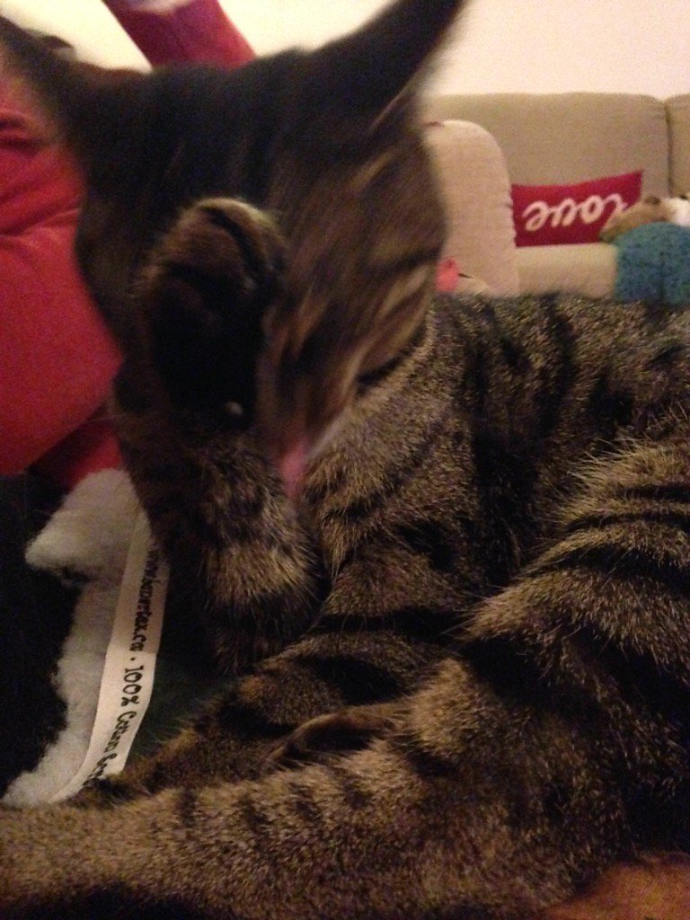 TillyCat9lives's tweet photo. Yep, lick lick, groom, stroke! #CatsOfTwitter https://t.co/qwvC1ZYi5h