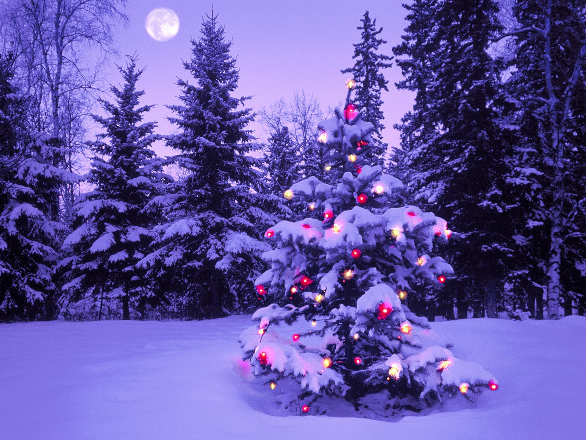 freephotoz's tweet photo. Christmas Tree Out In The Snow Desktop Wallpaper 1600x1200
#MerryChristmas https://t.co/BH62v9QEtb