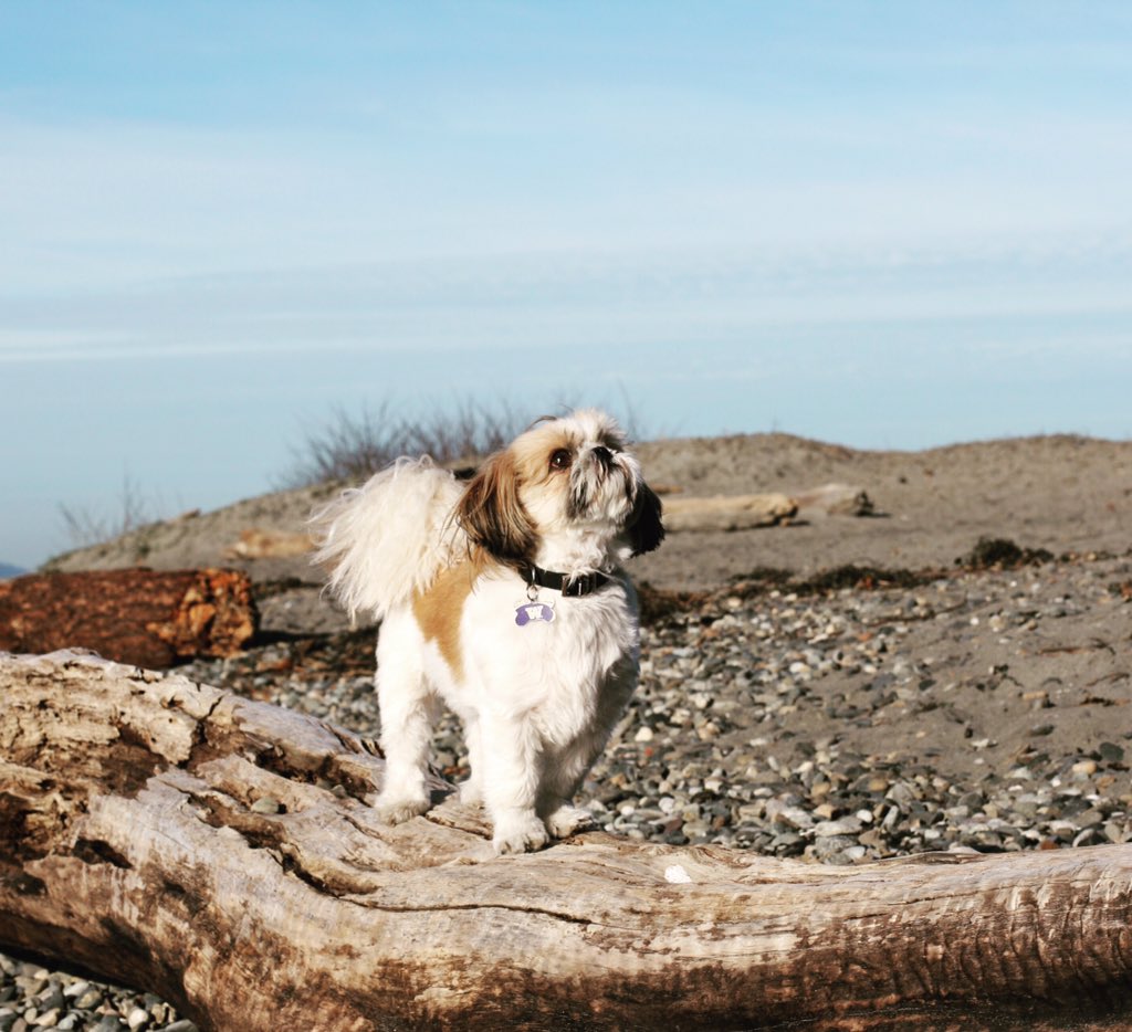 regalkirby's tweet photo. Is it a bird? Is it a plane? #beachday #beach #Seattle #seattledogs https://t.co/QhIYAwQz3G