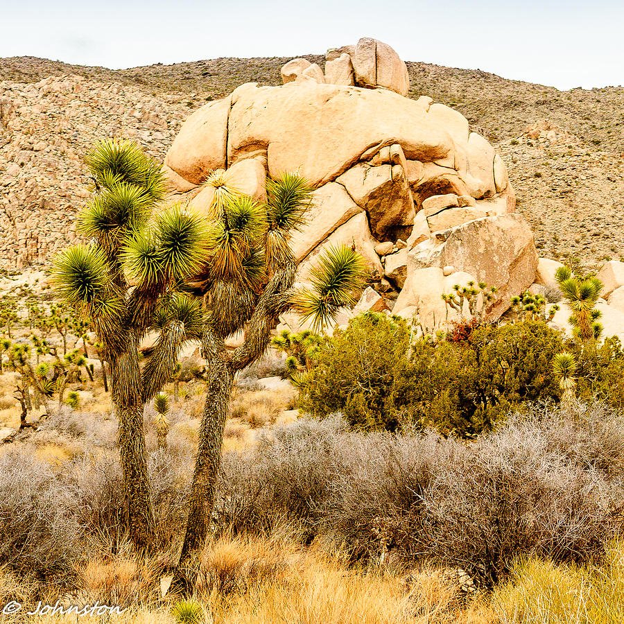 nadine1939's tweet image. #JoshuaTree #SkullRock goo.gl/c63DIb #fineartamerica #nationalparks #faa #landscape #Artwork