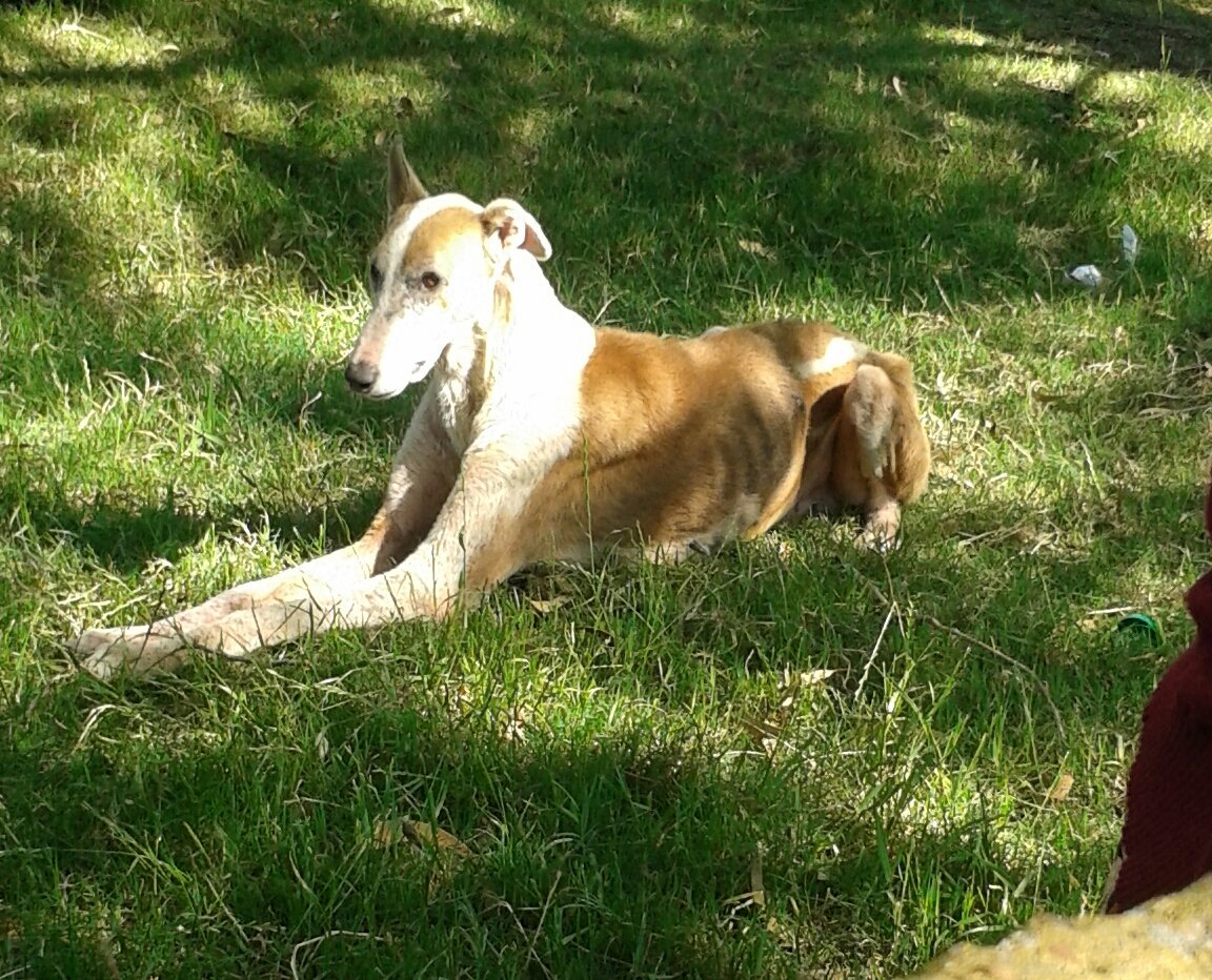 <a href="/ASHcomUY/">Animales sin Hogar</a> <a href="/AnimalesUy/">animales perdidos uy</a> BARRIO LAS BRUJAS CANELONES.MUUY FLACO.SERCA DL PARADOR.TANTAS CASAS GRANDES Y NADIE LO AYUDA.