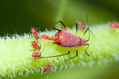 zestycasey's tweet photo. Aphid with clones budding off -> parthenogenesis! @oxyevo https://t.co/NWLYog9JBt https://t.co/UWsXiGgUMo