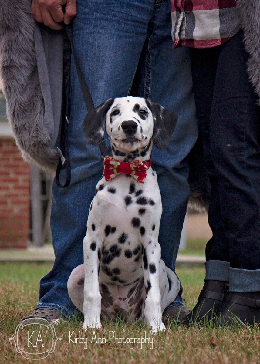 kirbyjgordon's tweet photo. My name is Chief and I would like everyone to know I stole the photoshoot spotlight from mom and dad! #KAPhotography https://t.co/Use7Q99Jsl