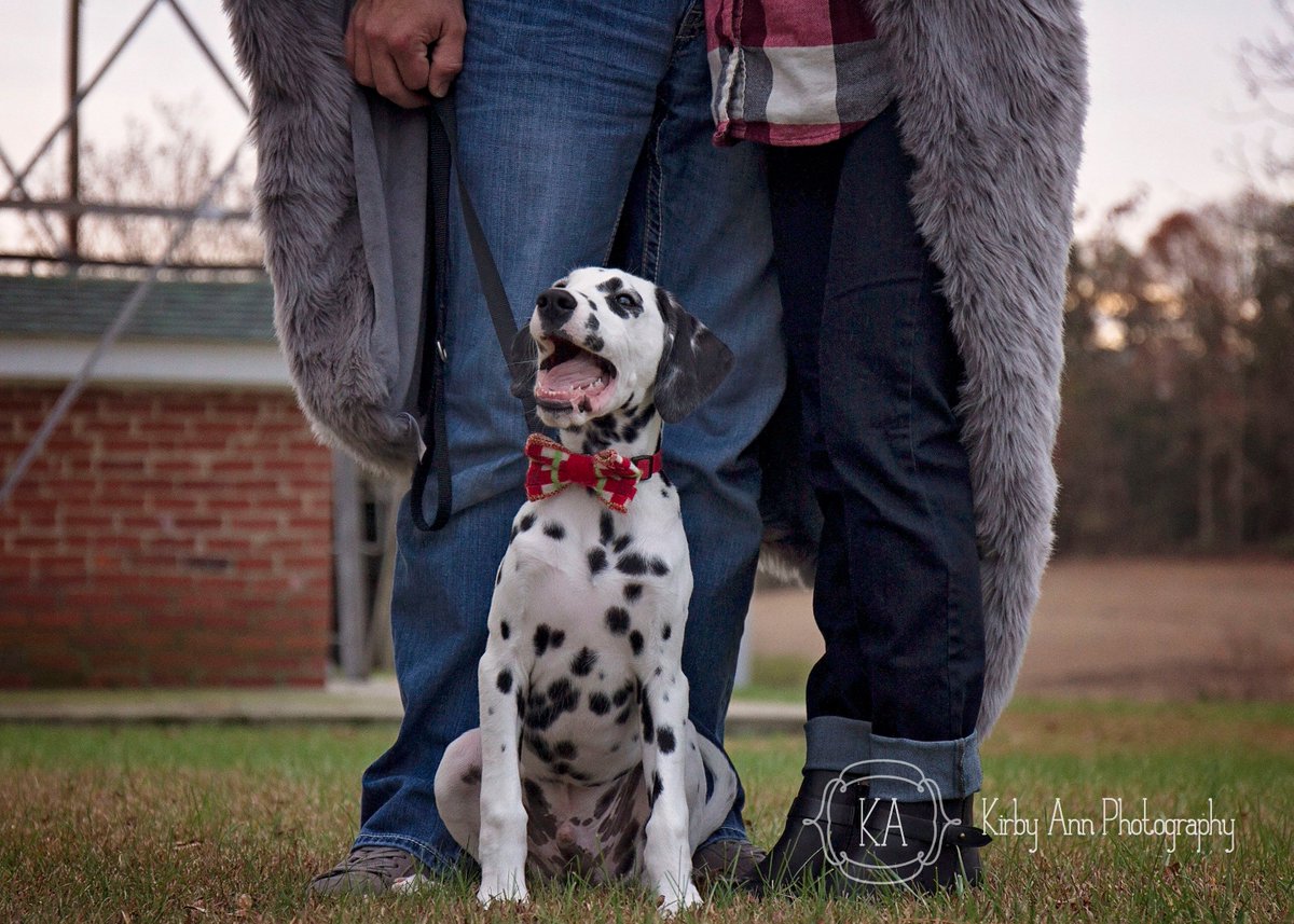kirbyjgordon's tweet photo. My name is Chief and I would like everyone to know I stole the photoshoot spotlight from mom and dad! #KAPhotography https://t.co/Use7Q99Jsl
