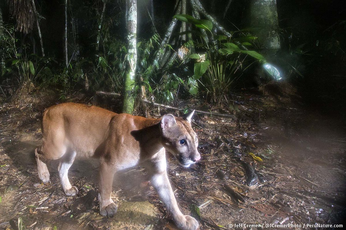 Jeff Cremer tweet media