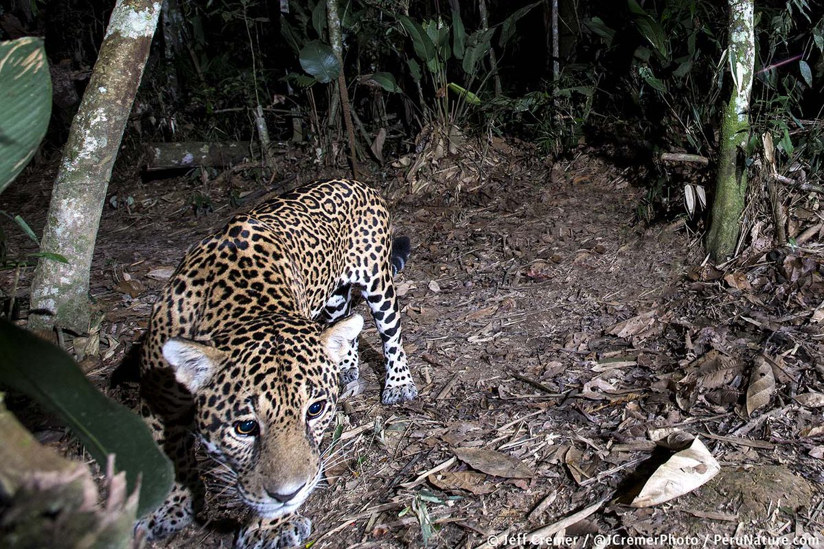 Jeff Cremer tweet media