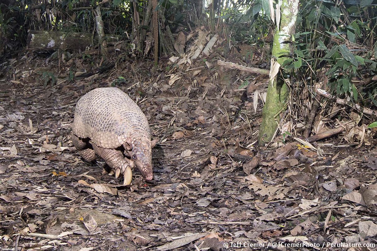 Jeff Cremer tweet media