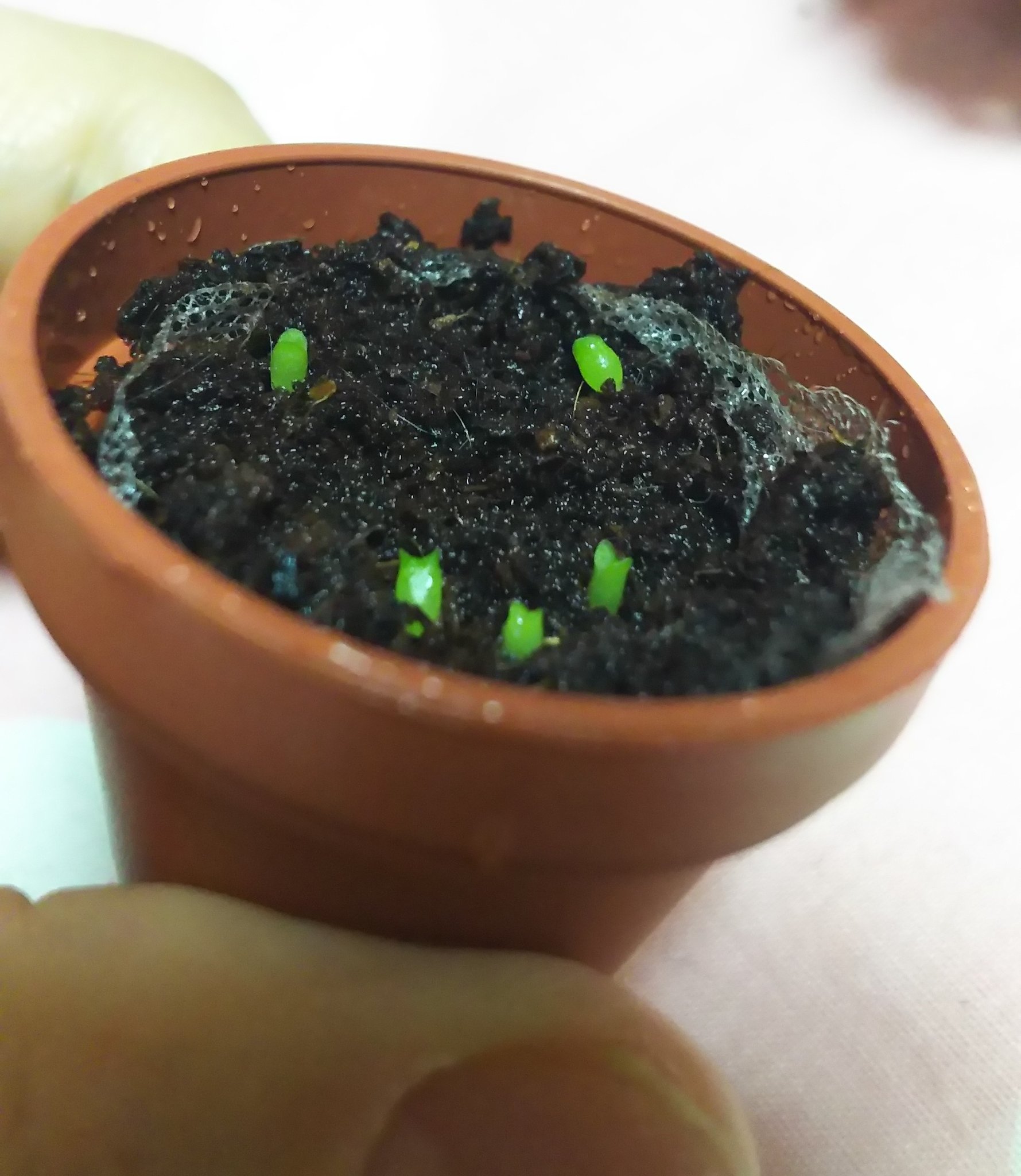のん サボテンを種から育てるやつガチャガチャでゲトしまして 育て始めた所全部発芽してくれました O 大きくなーれ T Co Moaimgb2ui Twitter
