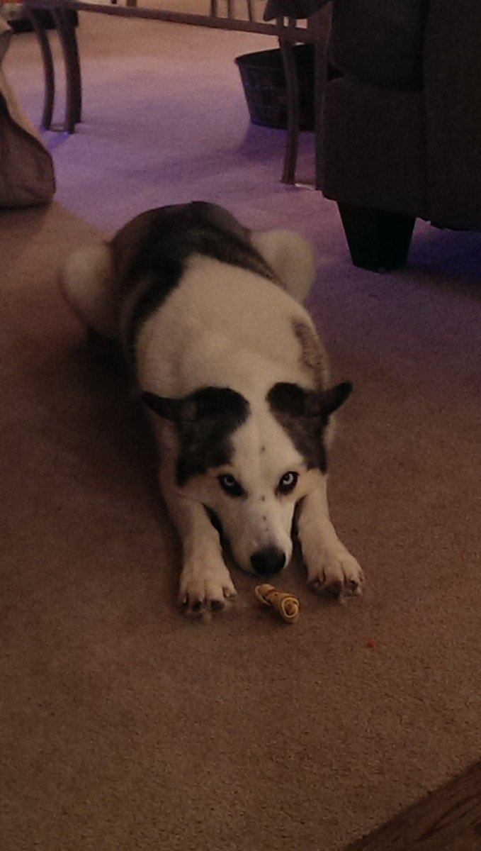 shyjaron84's tweet photo. Shyloh is tried from the busy holiday weekend https://t.co/JeONoTwRsy