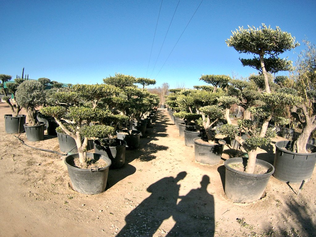 RUCATVIVEROS's tweet photo. Olivos zen #rucatviveros #macrobonsai #olivozen https://t.co/UnX3lxGXgi