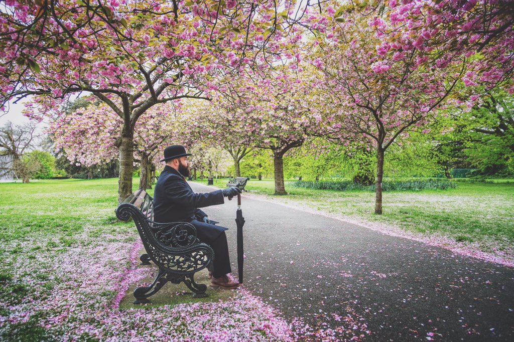 Image 80: #thebowlerman takes a seat in #GreenwichPark. #ThisisLondon amongst Springs blossom. #loveLondon