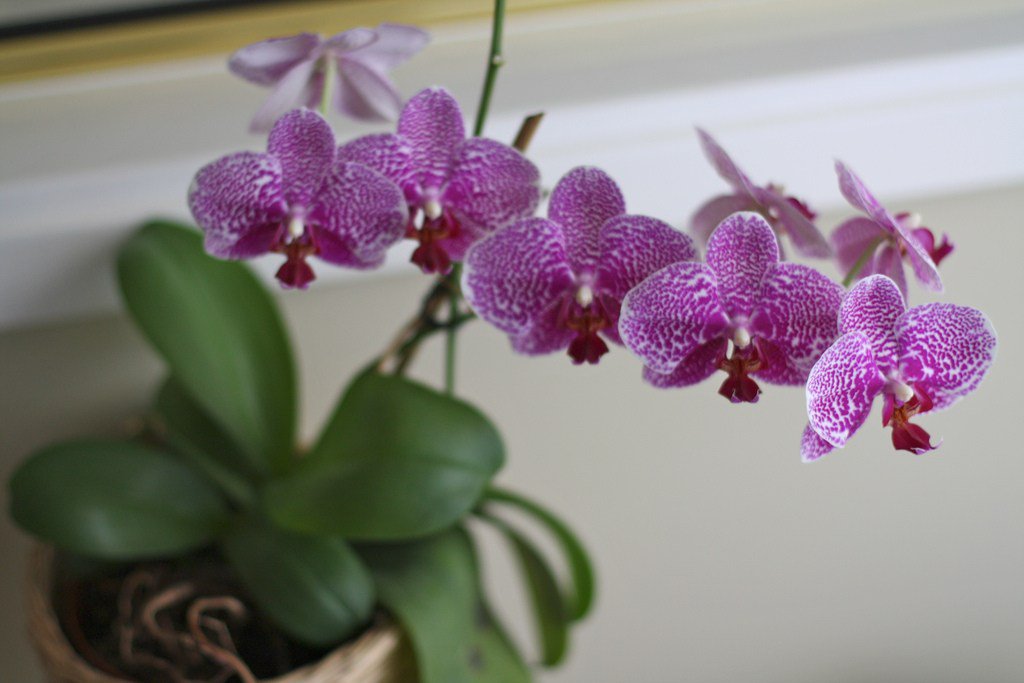 Wild, Weird, Wonderful Orchids Varieties - mostbeautifulgardens.com/2015/11/30/201…