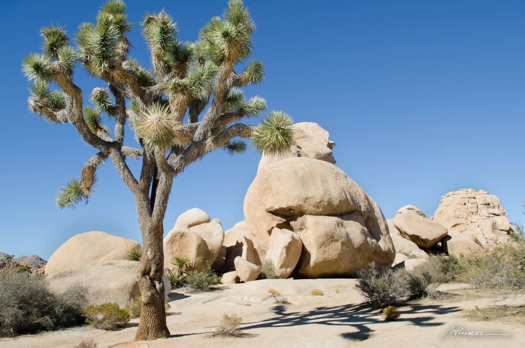 viajecomare's tweet photo. Joshua Tree National Park – CA https://t.co/3rKP5Wm13A https://t.co/IWRaeeISd6