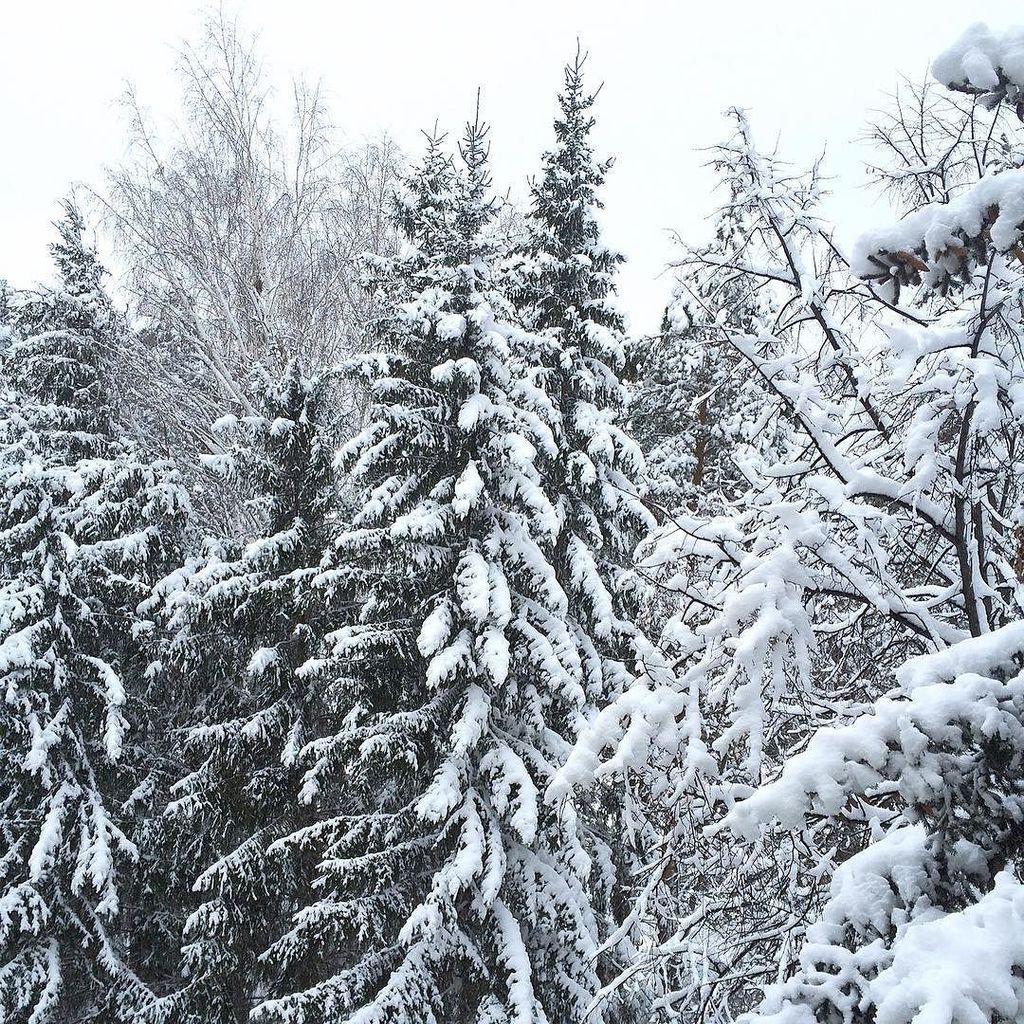 ☃
#nature #natgeo #natgeoru #beauty #bestnatureshot #snow #siberia #simplebeyondblog #nsk #instansk #instagood #инс…