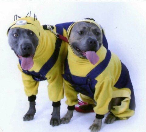 BriehartmanStar's tweet photo. Nd in case I need a ๐ here are some #pitbullsinpajamas #pitbullsarelove #dontmesswithmybreed https://t.co/RZUXFZEJ46