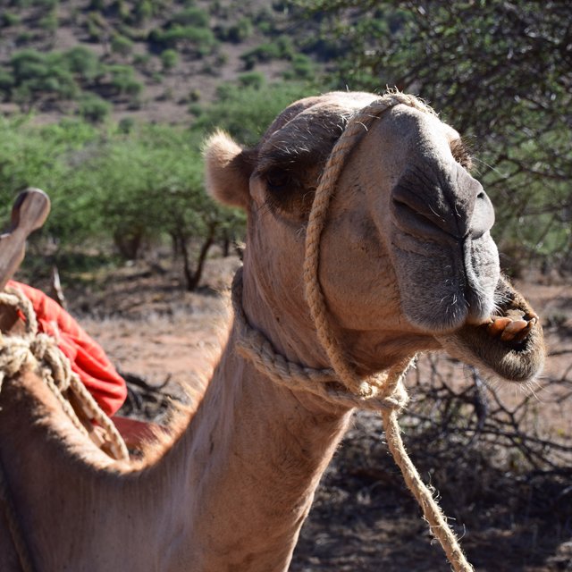 anserai's tweet photo. Adventures in Africa! #nextcollection https://t.co/K5CnT022QY