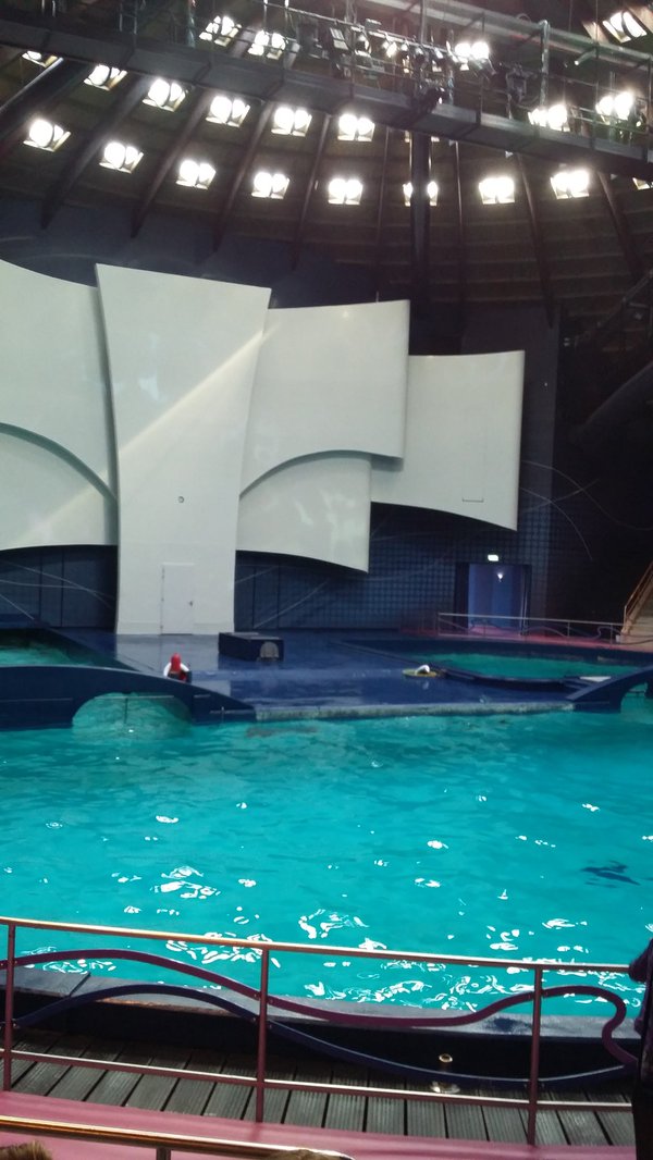 RegioNrdVeluwe's tweet photo. Geslaagde #fundag #NoordVeluwe voor zo'n 190 #jongemantelzorgers in het @Dolfinarium @swputten https://t.co/wmVohPAz6T