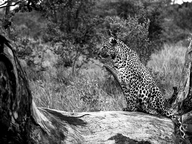 SafariAndCity's tweet photo. @Cheetah_Plains has launched a new website and we think it's great! Check it out here:
https://t.co/xD1o1vlxdC https://t.co/pZiO90BJXj