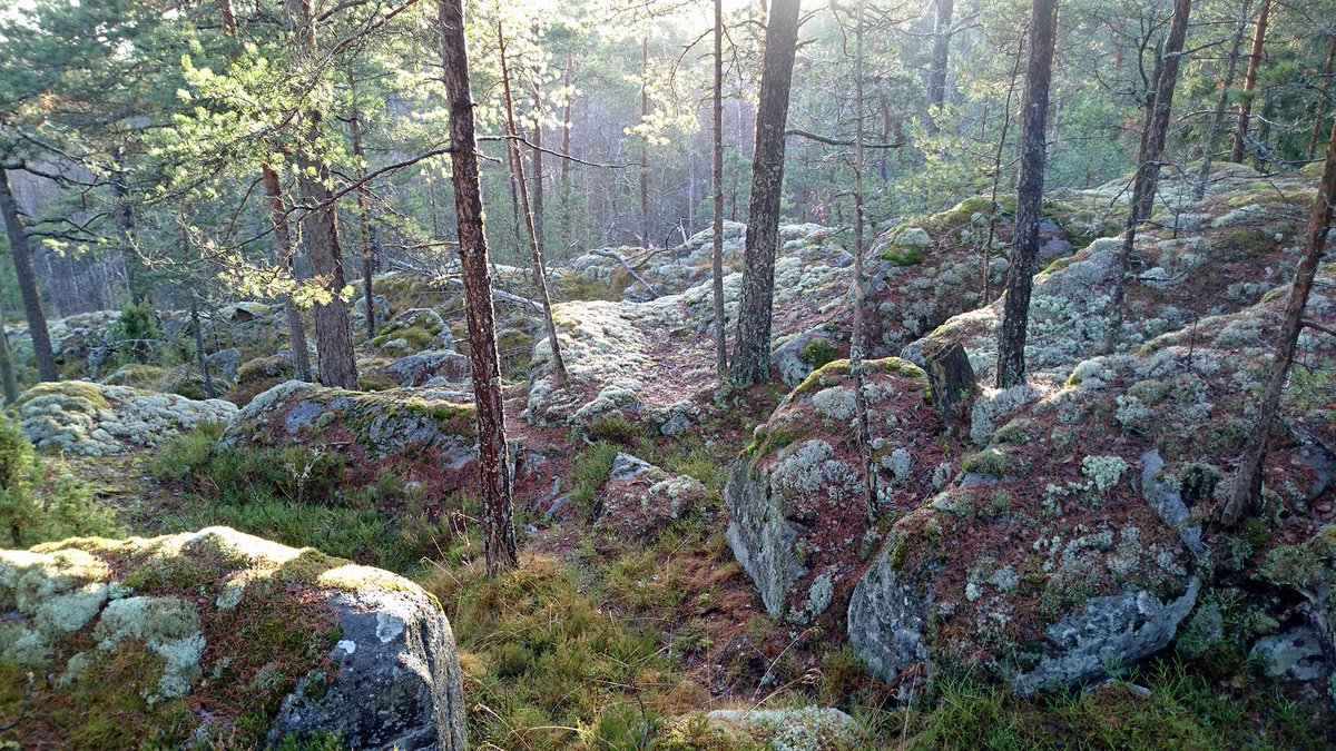 SMpitka2016's tweet photo. @SMpitka2016 #päiväpaistoi #pienipiirteistä #nautinto #notko #nenä https://t.co/xwz5GzwxrB